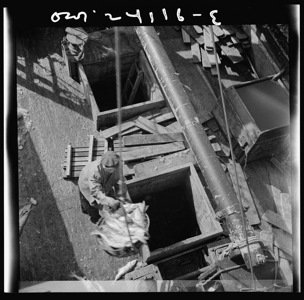 [Untitled photo, possibly related to: New York, New York. Unloading fish from the hold of a New England fishing boat at the…