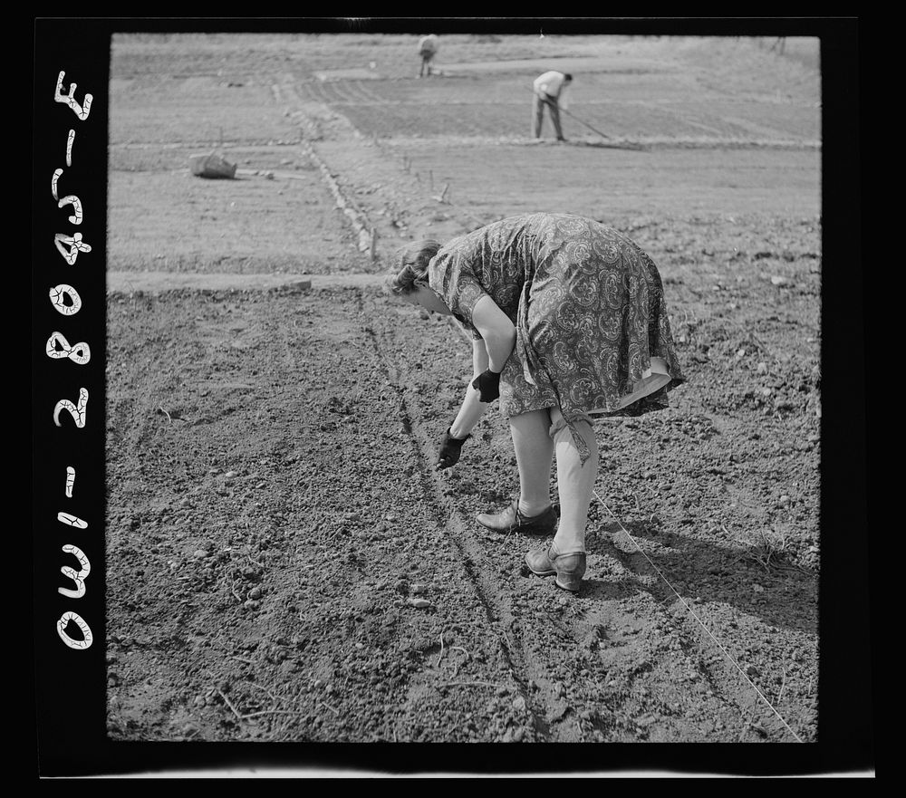 Washington, D.C. Victory gardening in the Northwest section. Sourced from the Library of Congress.