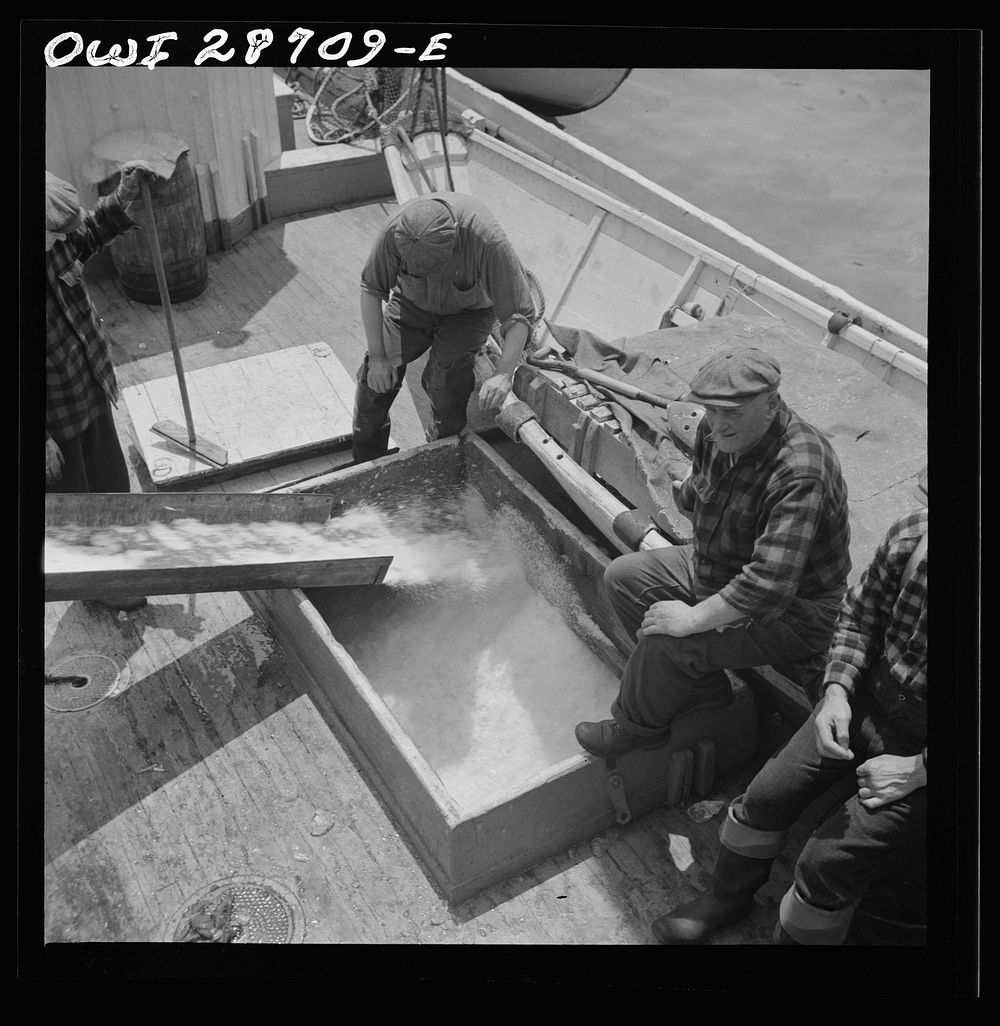 New York, New York. Icing the hold of a ship at the Fulton fish market. Sourced from the Library of Congress.