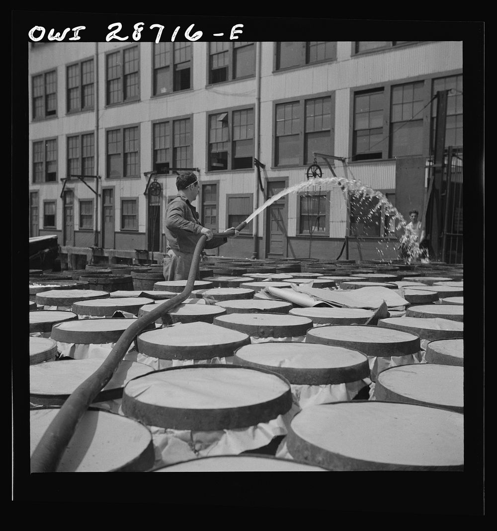 New York, New York. Watering fish at the Fulton fish market with brine water. Sourced from the Library of Congress.