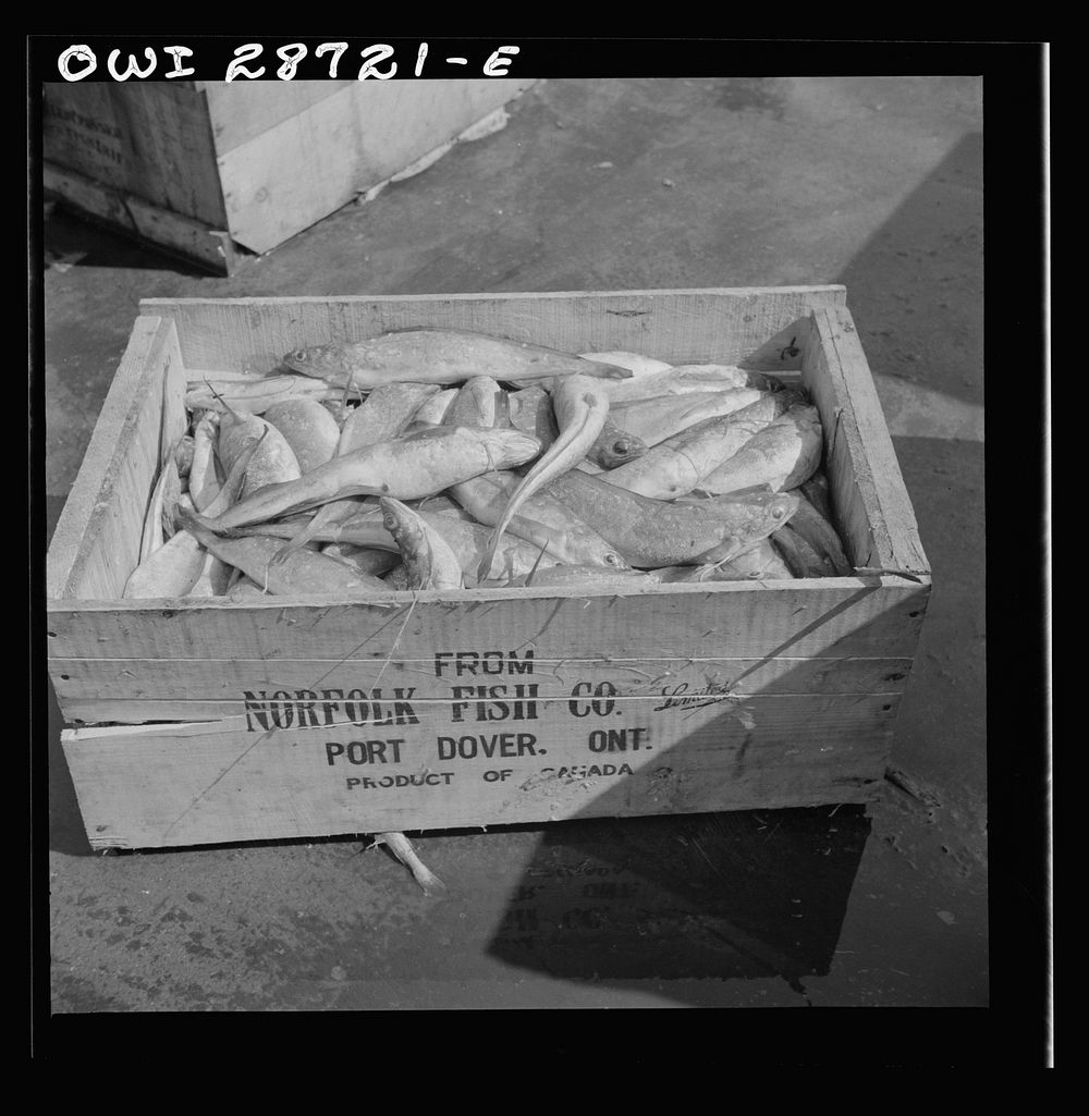 New York, New York. A box of fish shipped from Port Dover, Ontario. Sourced from the Library of Congress.