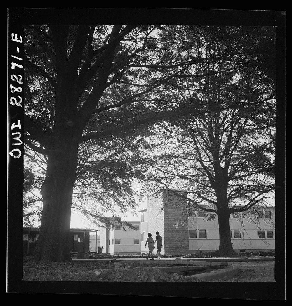 Arlington Farms, war duration residence halls. The main street at Arlington Farms is lined with huge shade trees. Sourced…