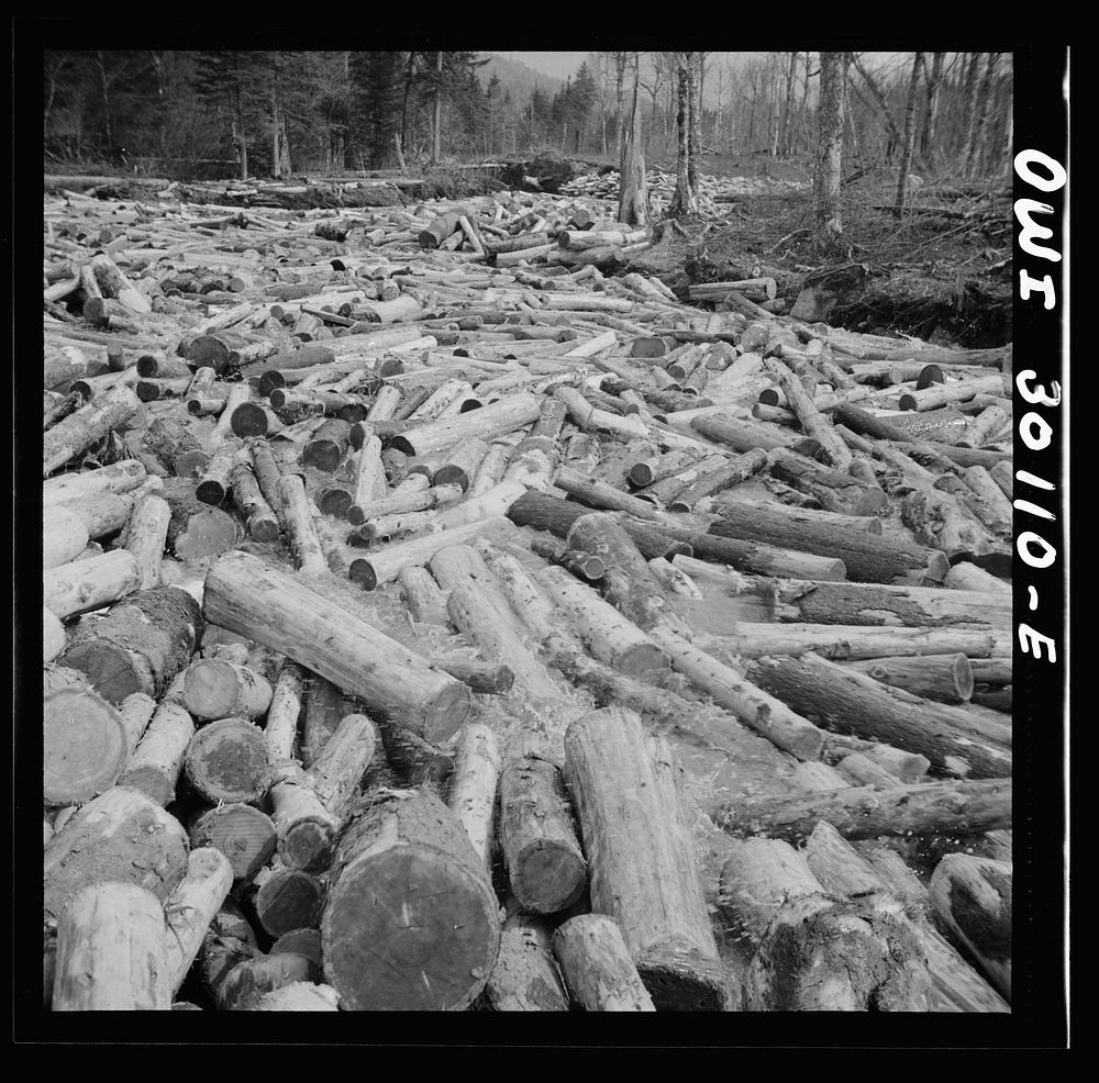 Spring pulpwood drive on the Brown Company timber holdings in Maine. Logs riding high on the extra large "head" of water…