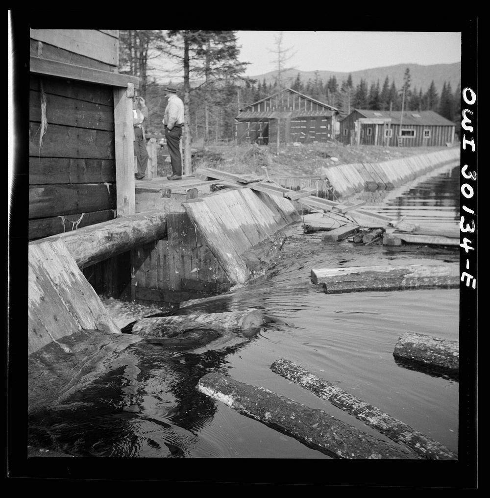 [Untitled photo, possibly related to: Spring pulpwood drive on the Brown Company timber holdings in Maine. Pulpwood sluicing…