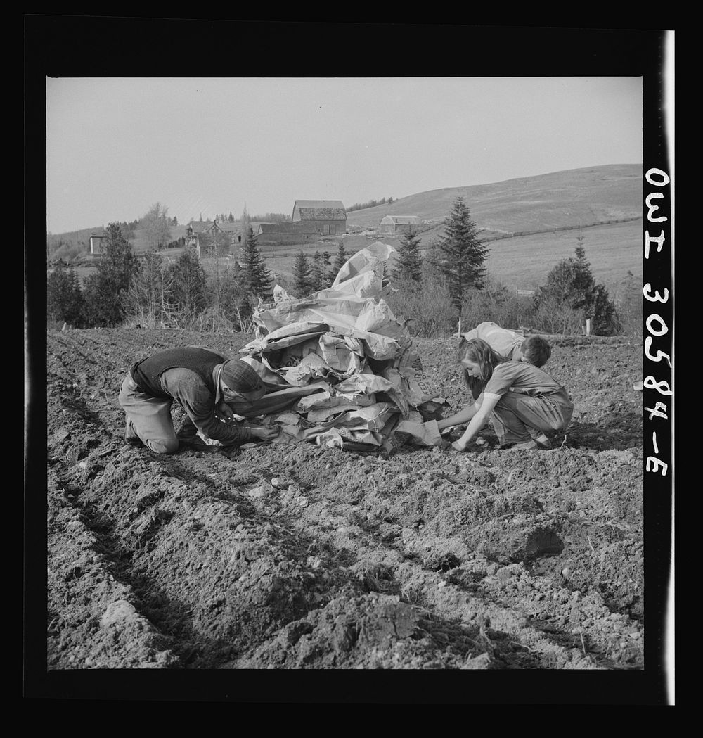 Fort Kent, Aroostook County, Maine. Spring potato planting on the French Acadian farm of Leonard Gagnon. Piling empty…