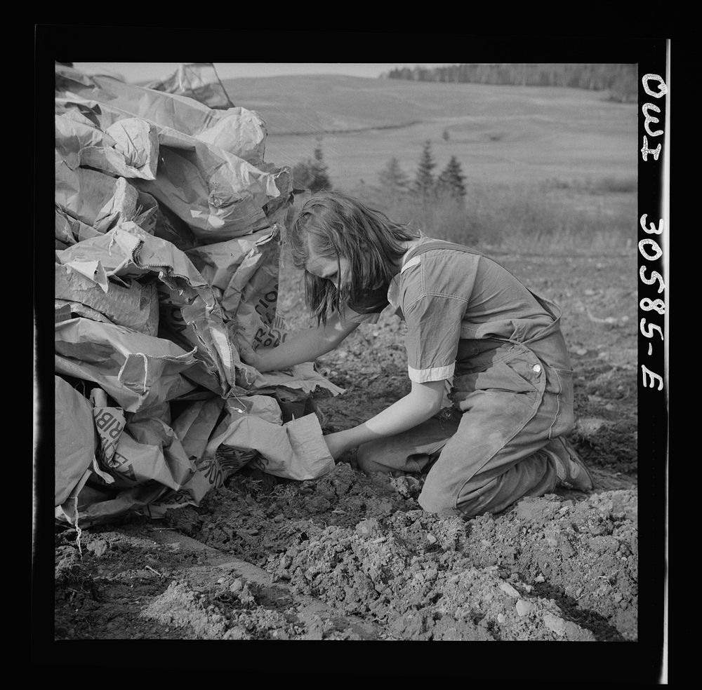 Fort Kent, Aroostook County, Maine. Spring potato planting on the French Acadian farm of Leonard Gagnon. Piling empty…