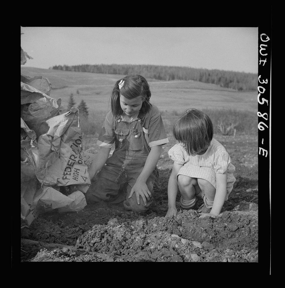 Fort Kent, Aroostook County, Maine. Spring potato planting on the French Acadian farm of Leonard Gagnon. Marianne and…