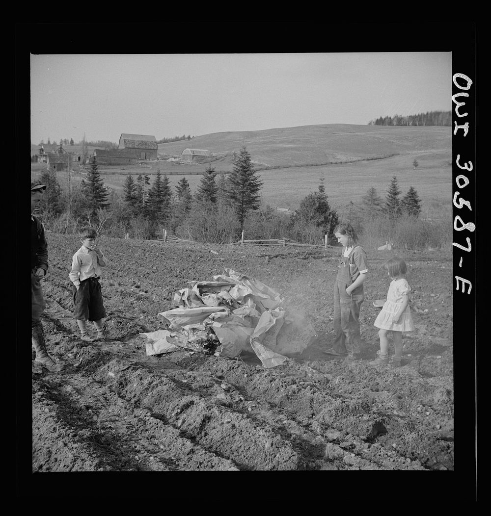 Fort Kent, Aroostook County, Maine. Spring potato planting on the French Acadian farm of Leonard Gagnon. The children of…
