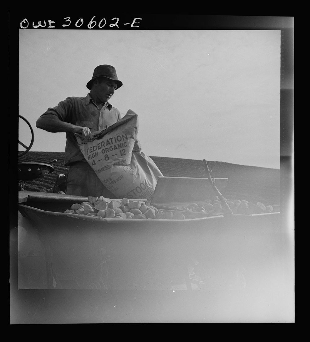 [Untitled photo, possibly related to: Fort Kent, Aroostook County, Maine. Spring potato planting on the French Acadian farm…