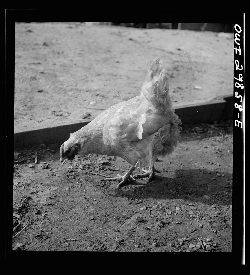 Point Pleasant, West Virginia. A badly-cared-for chicken. Sourced from the Library of Congress.