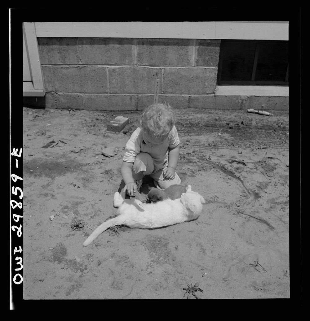 Point Pleasant, West Virginia. A child playing with a kitten. Sourced from the Library of Congress.