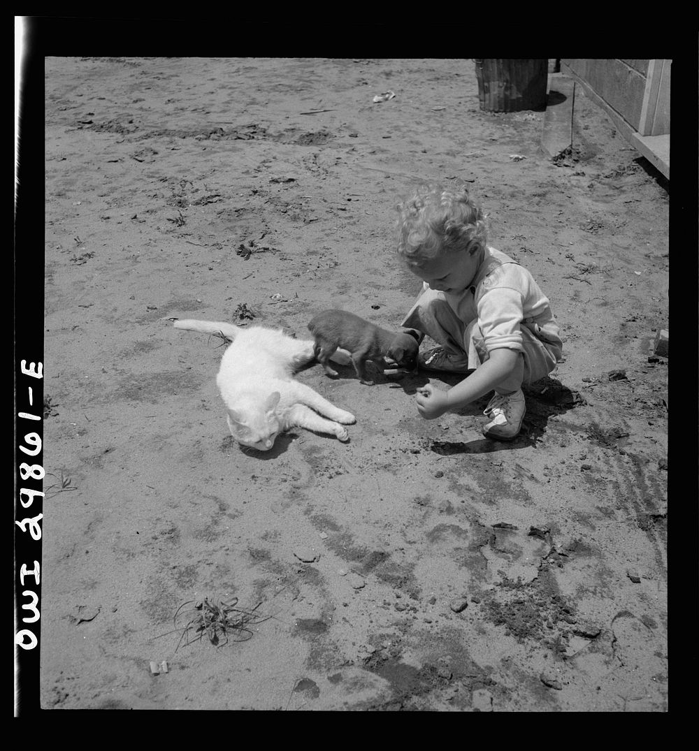 Point Pleasant, West Virginia. A child with a small puppy and a kitten. Sourced from the Library of Congress.