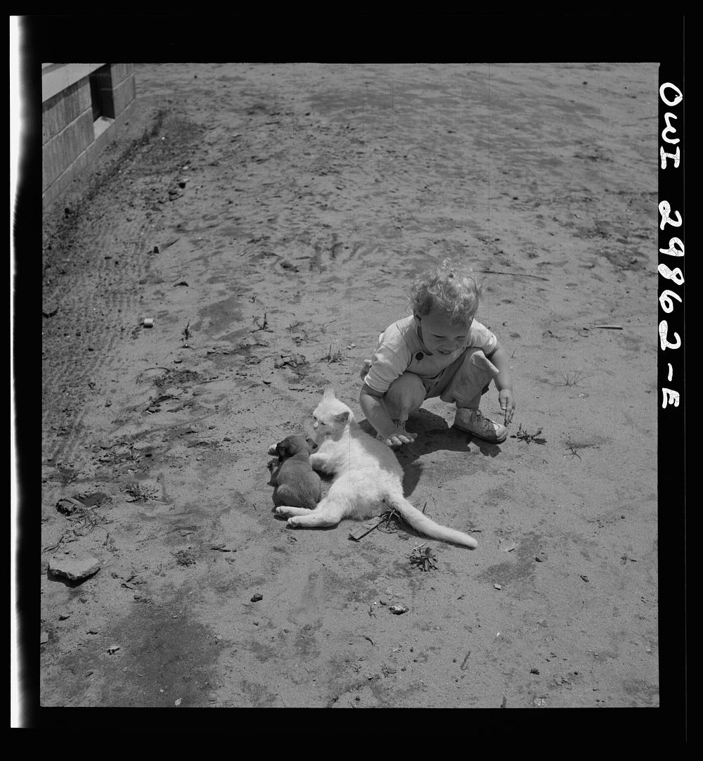 [Untitled photo, possibly related to: Point Pleasant, West Virginia. A child with a small puppy and a kitten]. Sourced from…