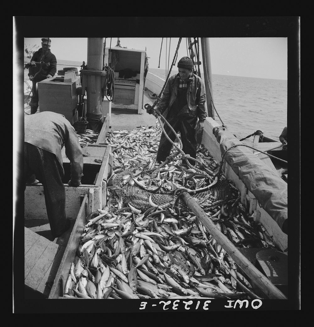 On board the fishing boat Alden, out of Gloucester, Massachusetts. Freshly-caught mackerel gasping and flapping on the deck.…