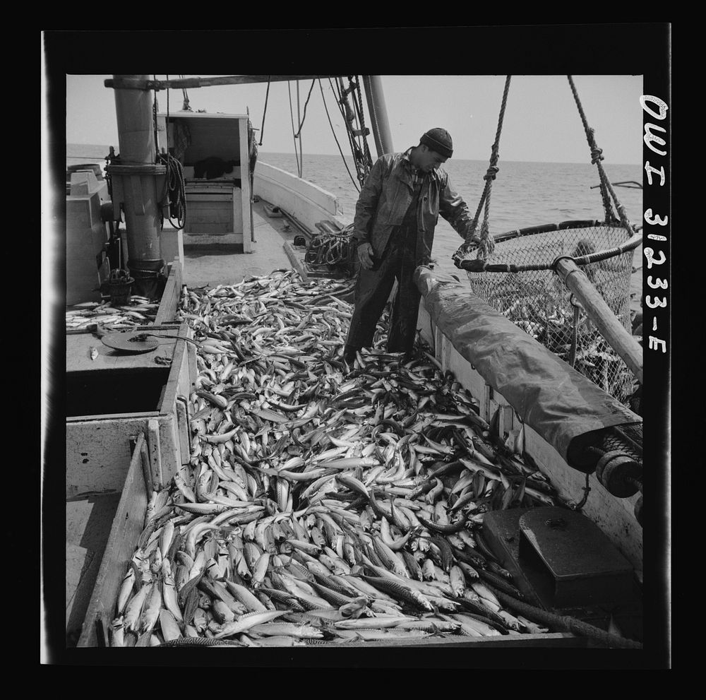 Freshly-caught mackerel gasping and flapping on the deck of a New England fishing boat. Gloucester, Massachusetts. Sourced…