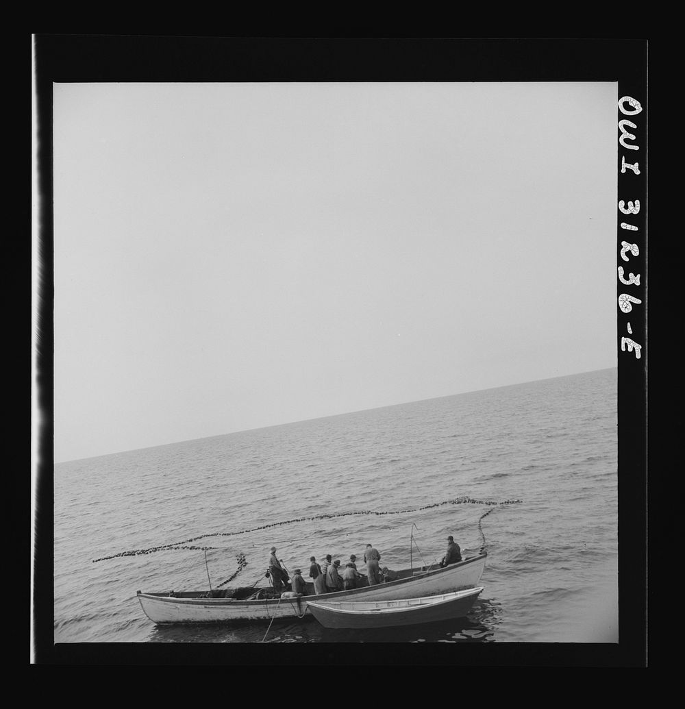 [Untitled photo, possibly related to: On board the fishing boat Alden, out of Gloucester, Massachusetts. Fishermen pulling…