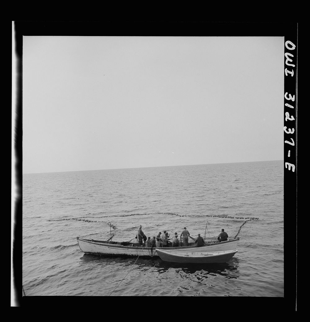 On board the fishing boat Alden, out of Gloucester, Massachusetts. Fishermen pulling in their net, in which they hope to…