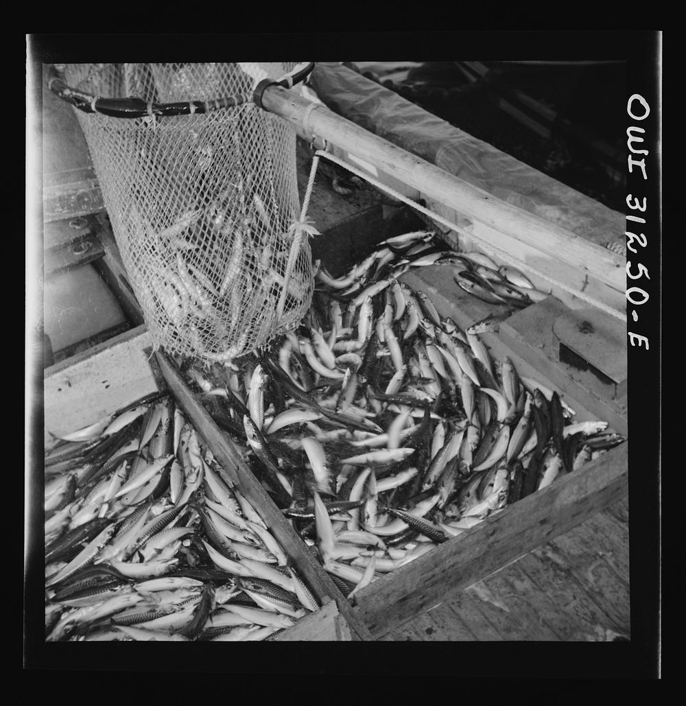 On board the fishing boat Alden out of Gloucester, Massachusetts. The large dip net releasing mackerel on the deck. Sourced…