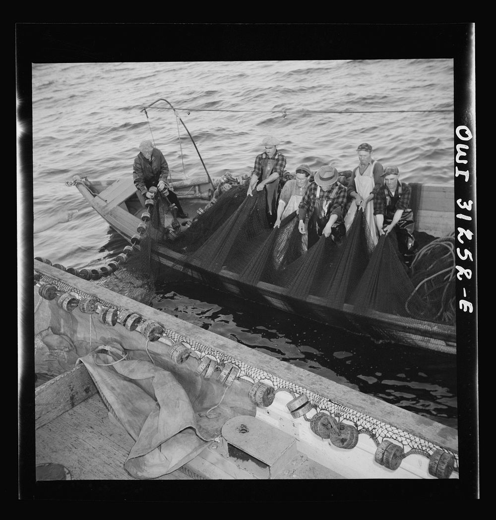 On board the fishing boat Alden, out of Gloucester, Massachusetts. Fishermen pulling in their nets so that the fish caught…