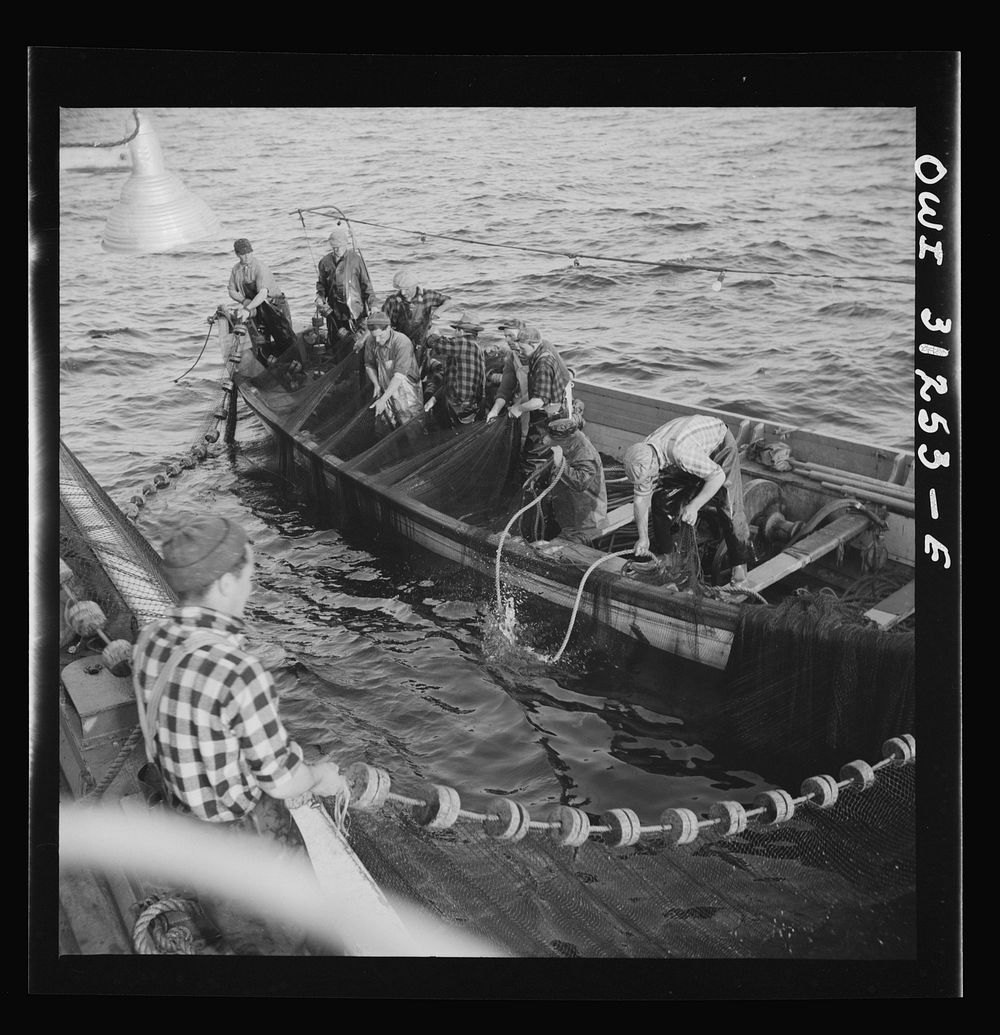 On board the fishing boat Alden, out of Gloucester, Massachusetts. Fishermen pulling in their nets so that the fish caught…