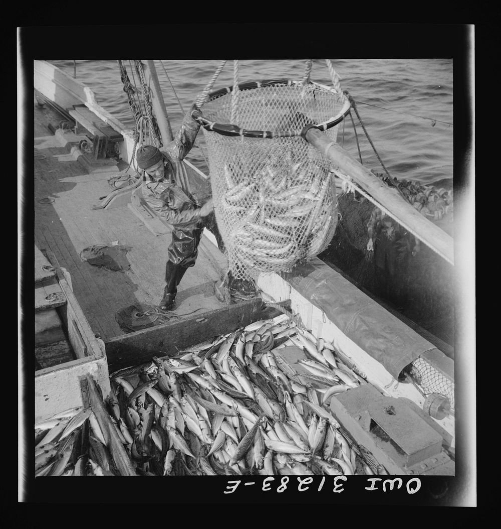 Large dip net transferring mackerel from nets to the Alden deck. Gloucester, Massachusetts. Sourced from the Library of…