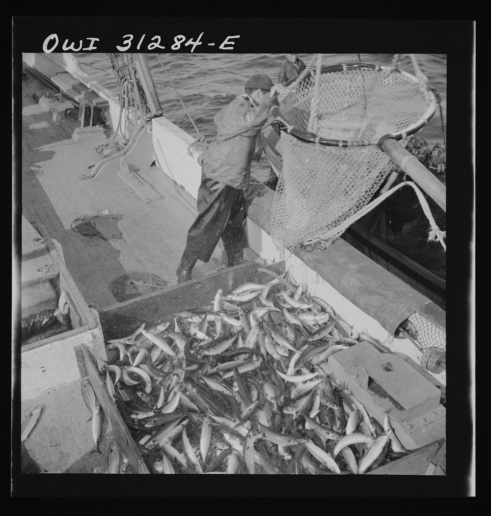 [Untitled photo, possibly related to: On board the fishing boat Alden, out of Gloucester, Massachusetts. Large dip net…