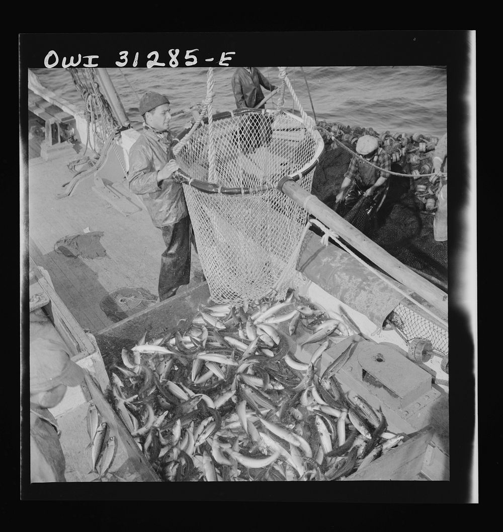 On board the fishing boat Alden, out of Gloucester, Massachusetts. Large dip net transferring mackerel from nets to the…