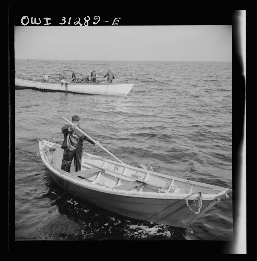 On board the fishing boat Alden, out of Gloucester, Massachusetts. An Italian fisherman paddling his dory "Indian style"…