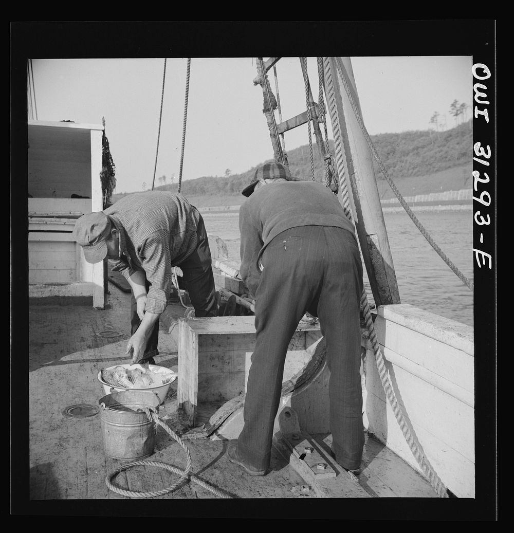 On board the fishing boat Alden, out of Glocester, Massachusetts. Fishermen cleaning mackerel. Sourced from the Library of…