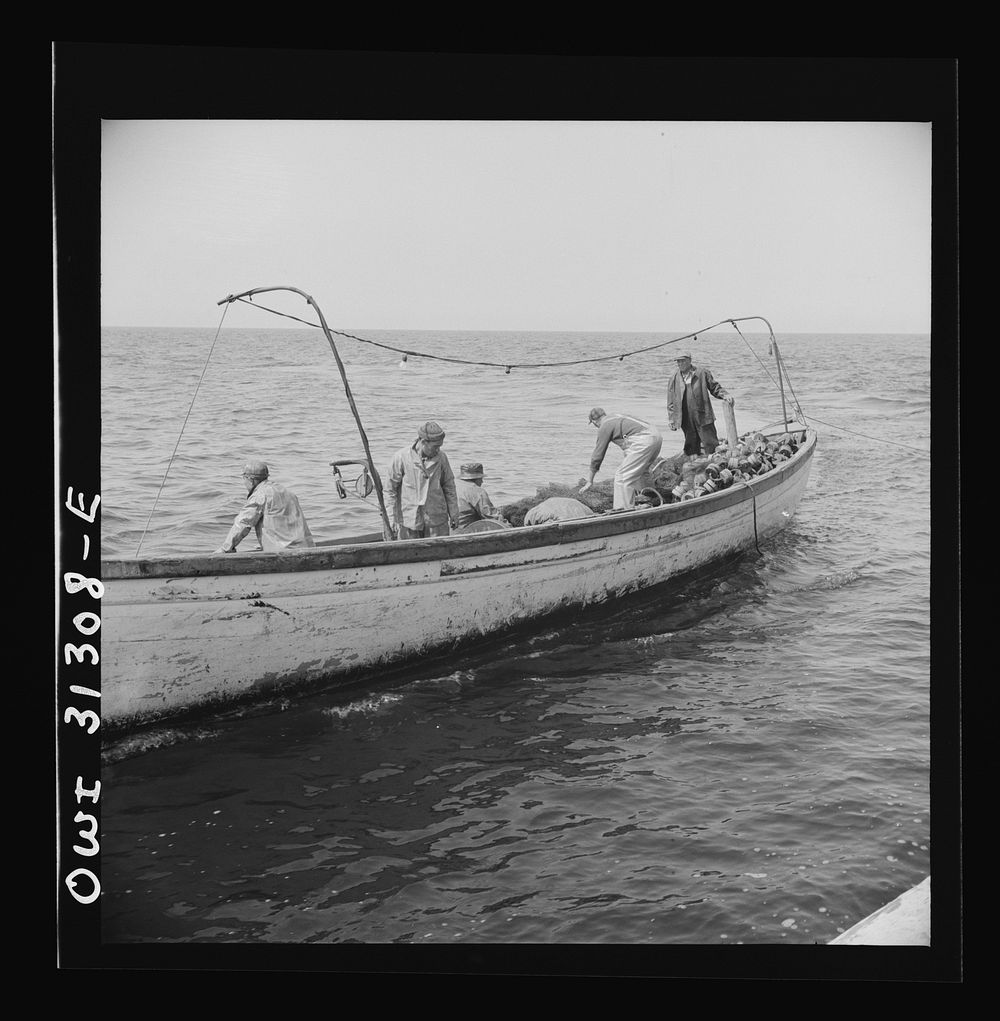 [Untitled photo, possibly related to: On board the fishing boat Alden, out of Gloucester, Massachusetts. Fishermen chasing a…