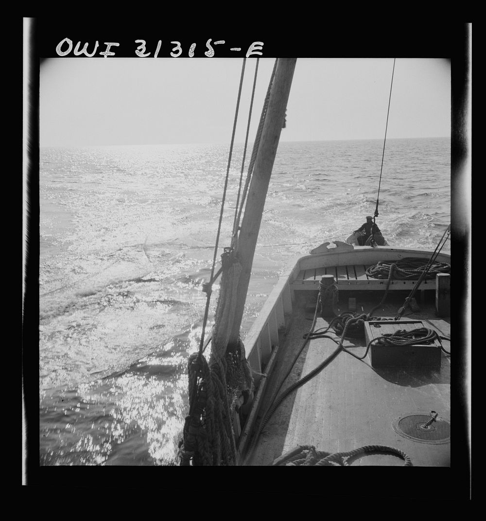 [Untitled photo, possibly related to: On board the fishing boat Alden, out of Glocester, Massachusetts. Fishermen cleaning…