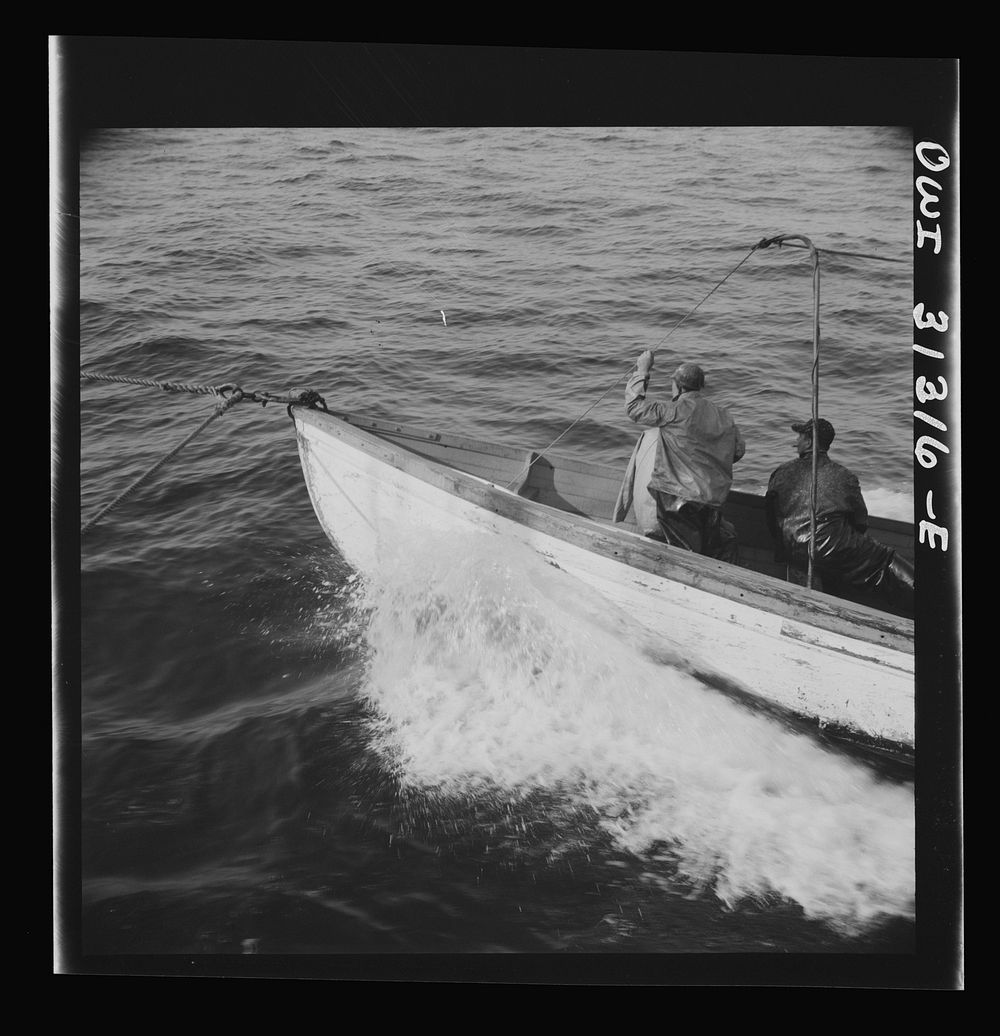 On board the fishing boat Alden, out of Gloucester, Massachusetts. Gloucester fishermen chasing a school of mackerel.…