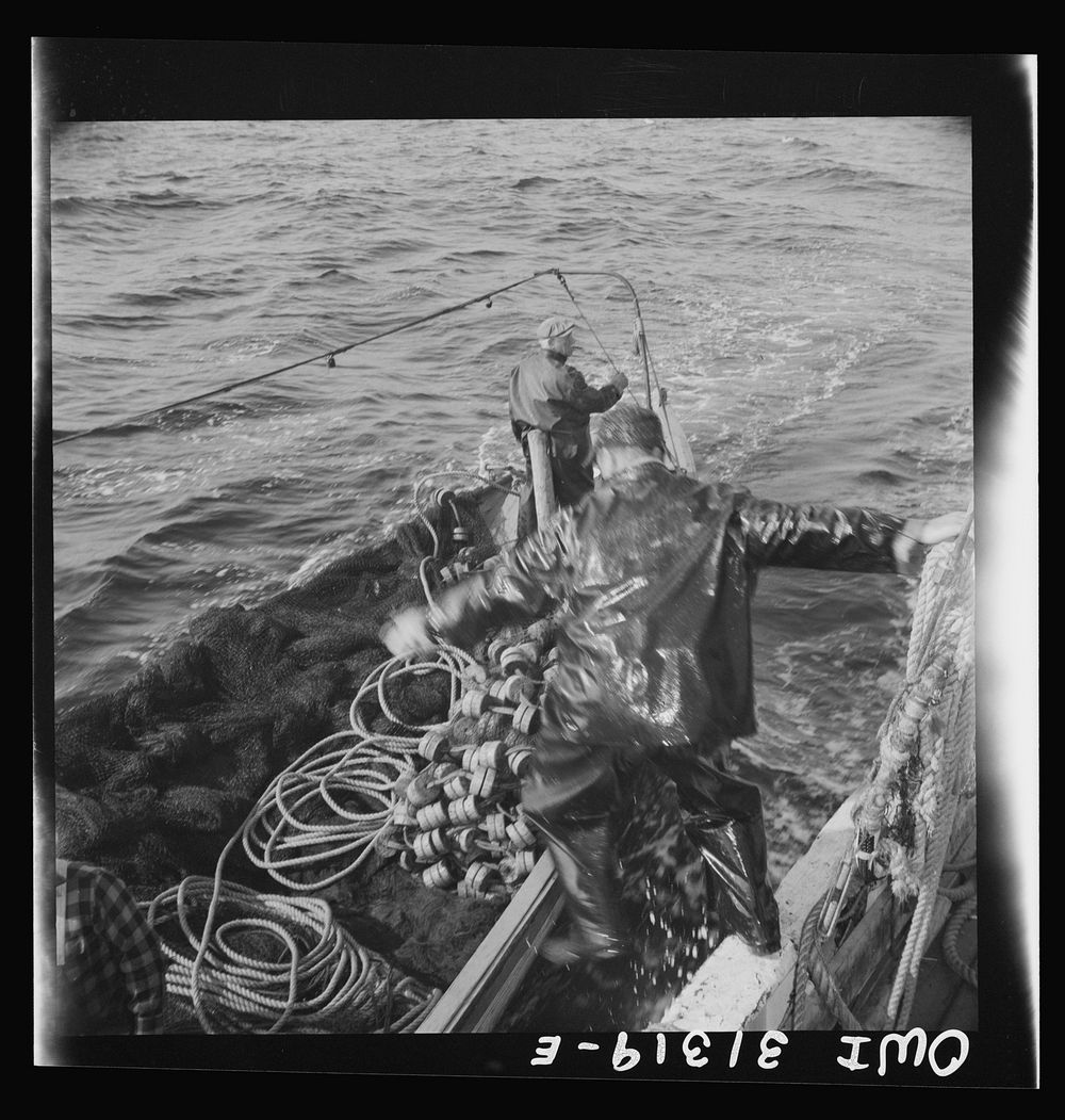 [Untitled photo, possibly related to: On board the fishing boat Alden, out of Glocester, Massachusetts. Fishermen chasing a…