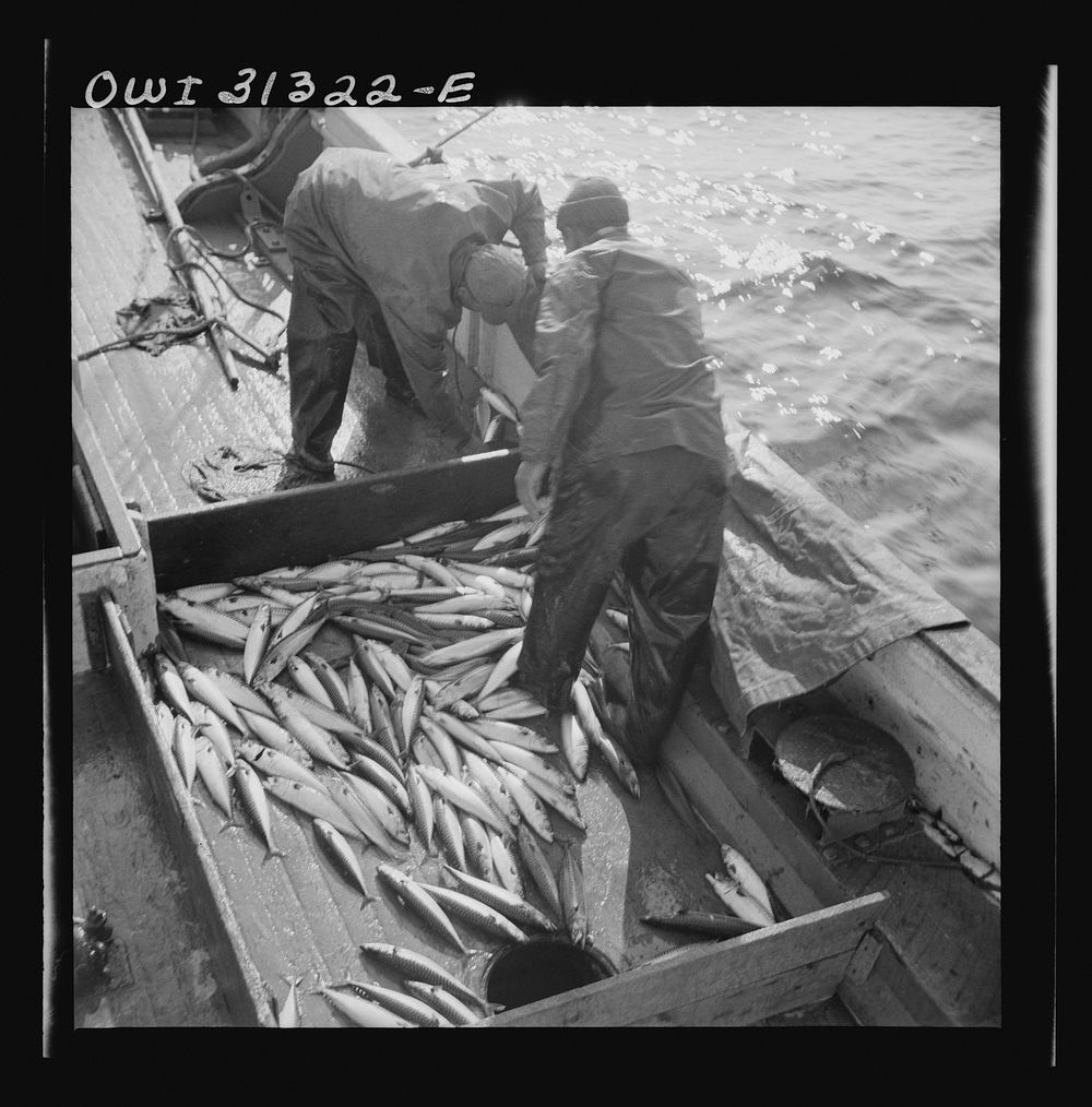 Mackerel fishing, Gloucester, Massachusetts. Raking mackerel into the ice hole. Sourced from the Library of Congress.