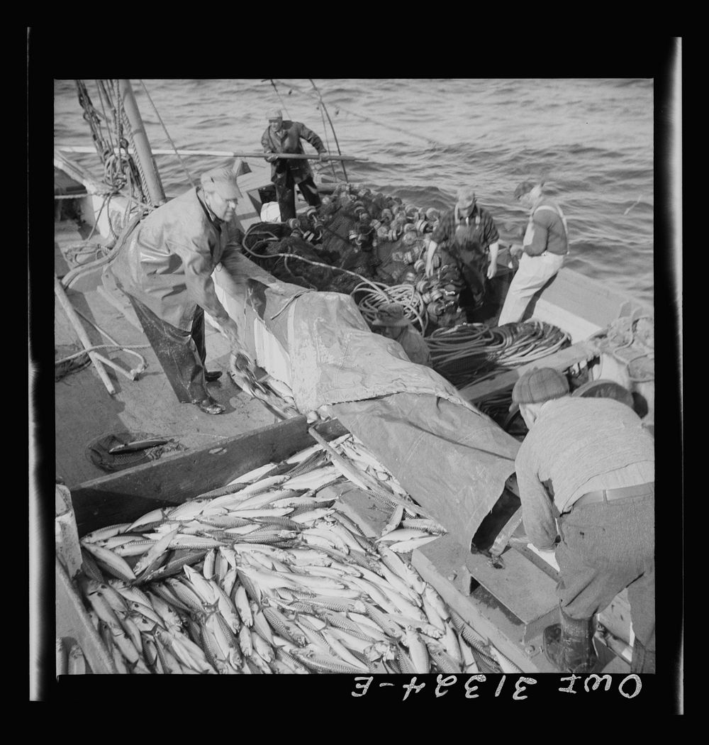 Fisherman taking on mackerel aboard the Alden. Gloucester, Massachusetts. Sourced from the Library of Congress.