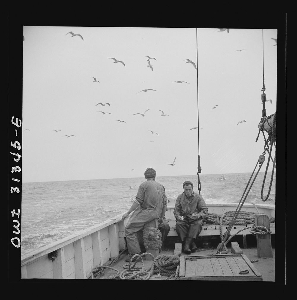 On board the fishing boat Alden, out of Gloucester, Massachusetts. Sea gulls following the Alden at mealtime to pick up food…