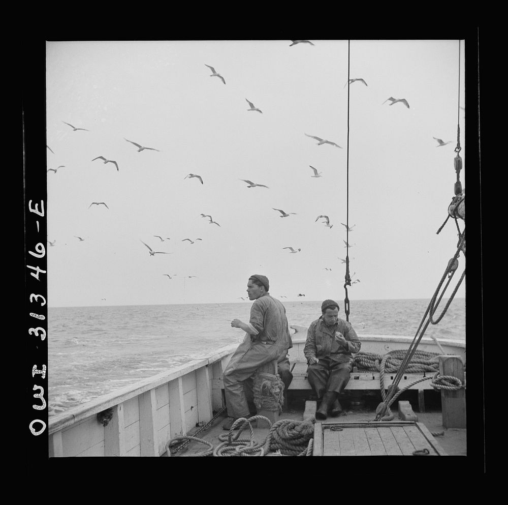 On board the fishing boat Alden out of Gloucester, Massachusetts. Sea gulls following the Alden at mealtime to pick up food…