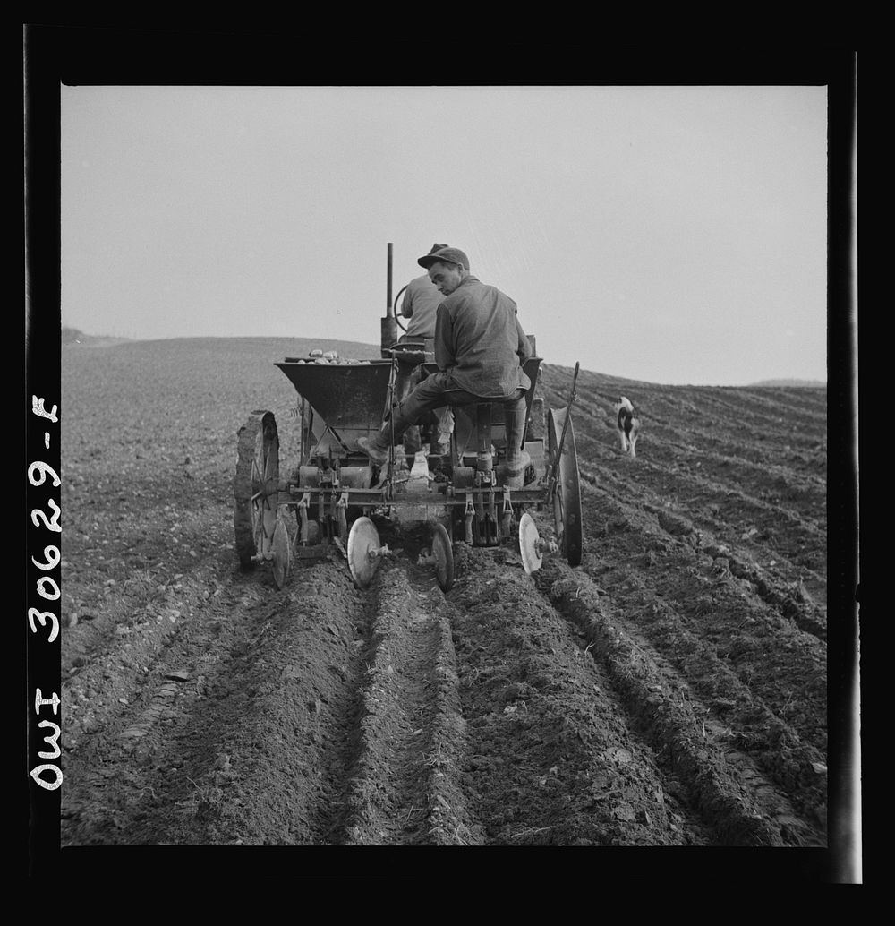 Spring potato planting on the French Acadian farm of Leonard Gagnon. Fort Kent, Aroostook County, Maine. Sourced from the…