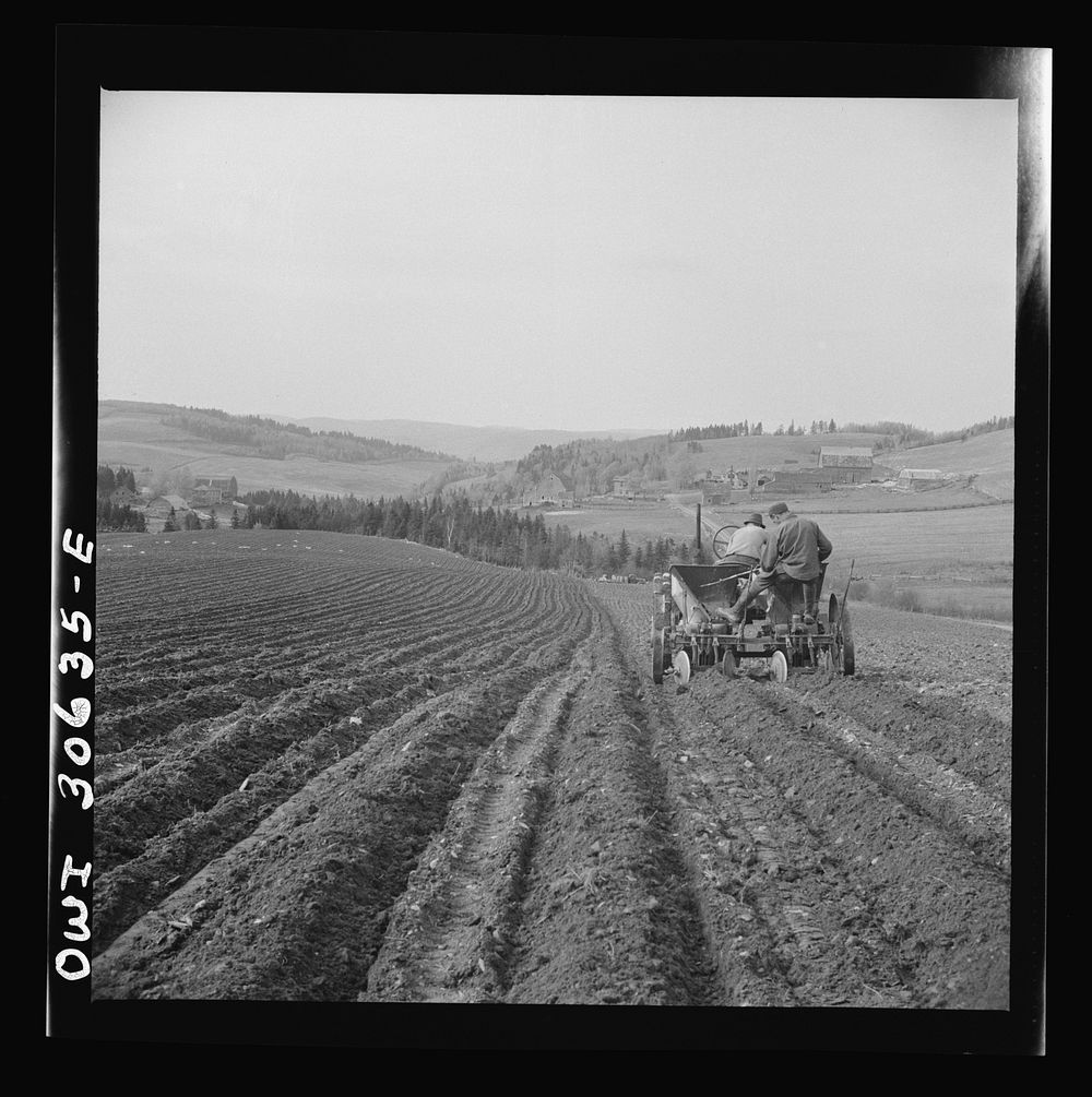 Spring potato planting on the French Acadian farm of Leonard Gagnon. Fort Kent, Aroostook County, Maine. Planting potatoes.…