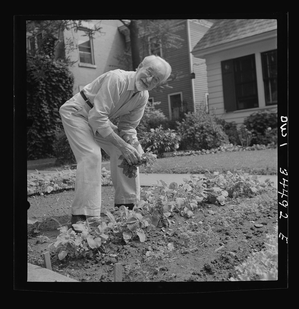 Oswego, New York. Citizen working on Sunday morning in his victory garden. Sourced from the Library of Congress.