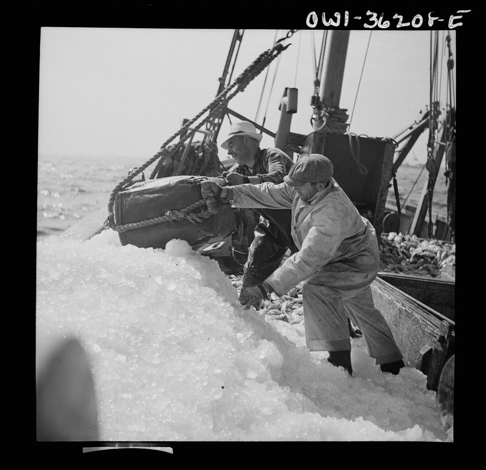 Gloucester, Massachusetts. Crew members throw overboard excess ice from "Old Glory's" hold. Fishermen allow a proportion of…
