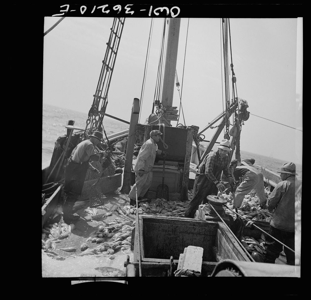 Gloucester, Massachusetts. Stiking good fishing grounds, fishermen load their boat with rosefish. Only a thin slice from…