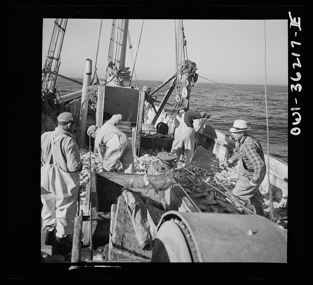 Gloucester, Massachusetts. Striking good fishing grounds, fishermen load their boat with rosefish. Only a thin slice from…