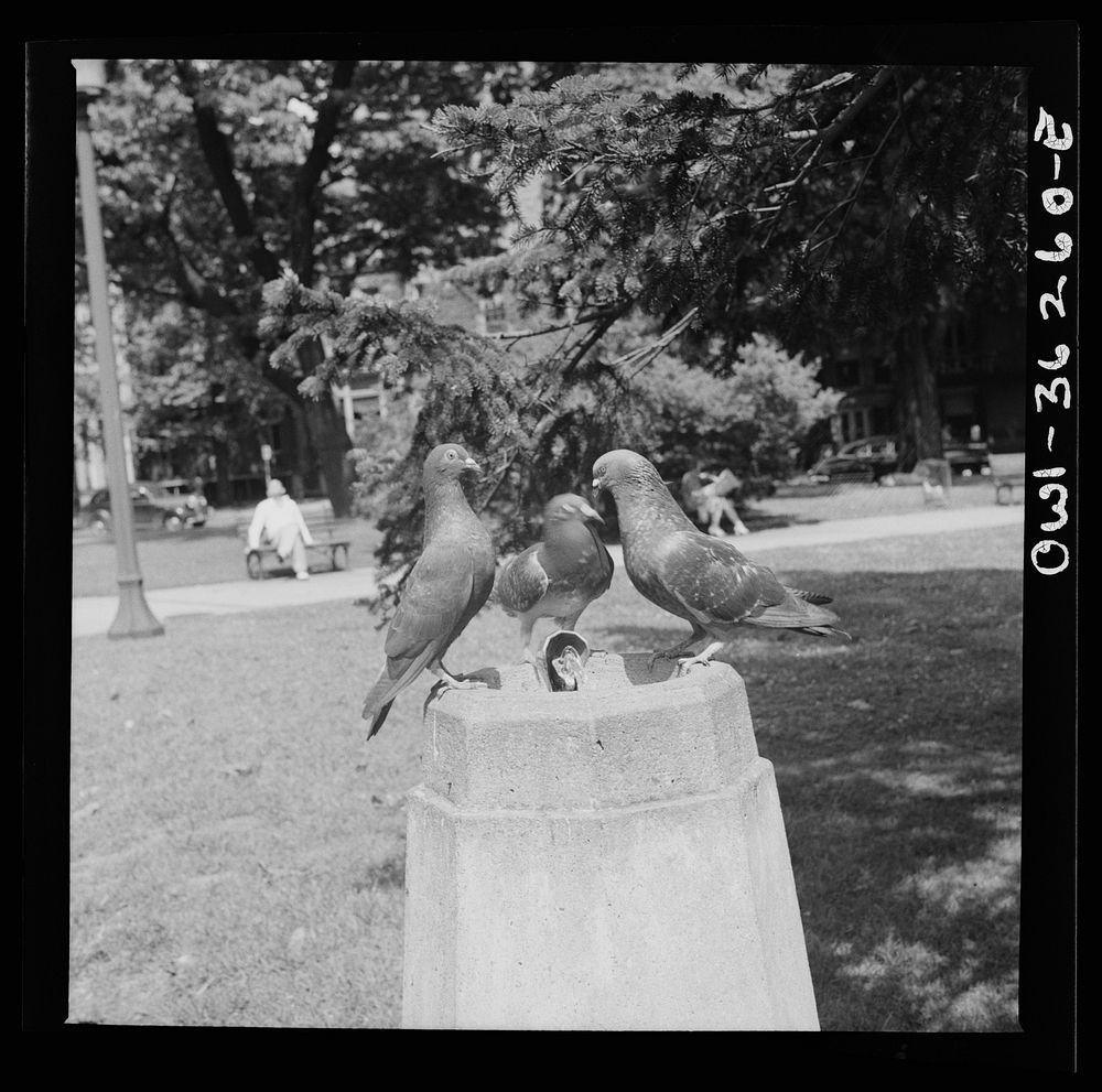 Washington, D.C. Pigeons at a drinking fountain in a park. Sourced from the Library of Congress.