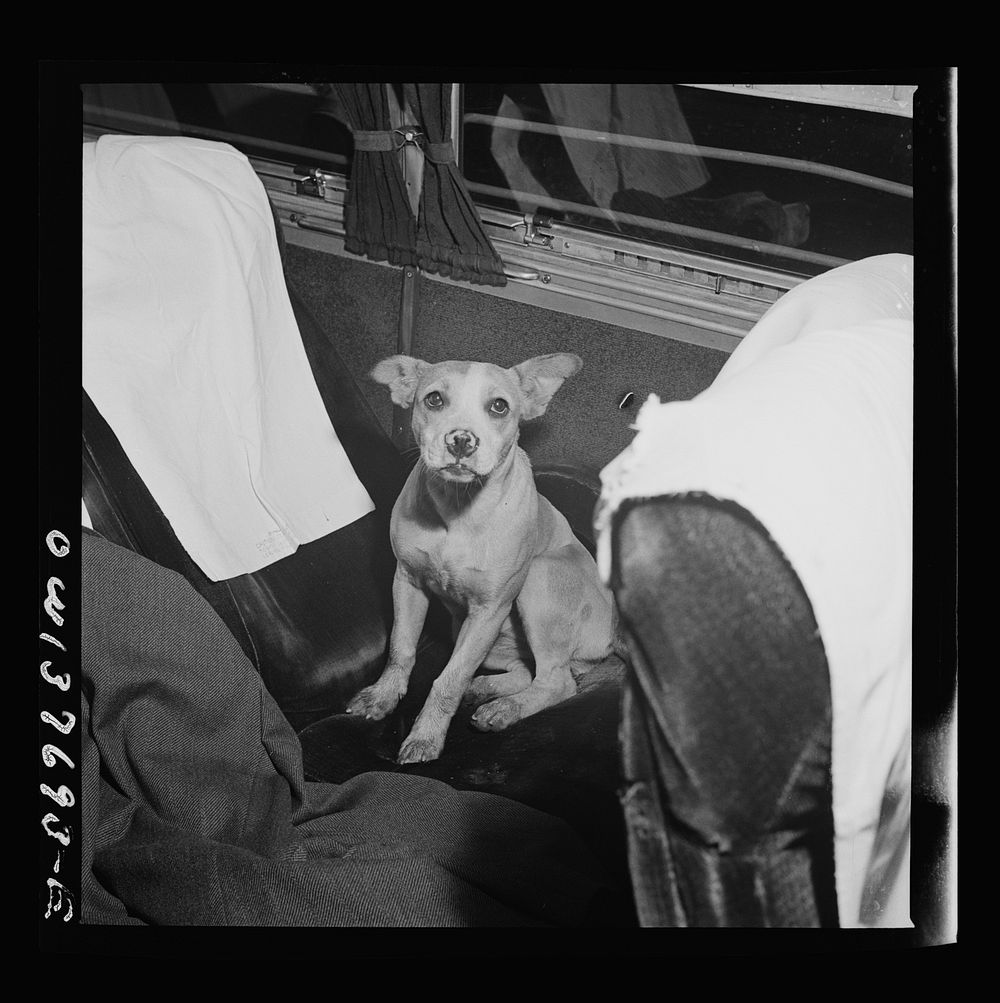 A dog that wandered through the open door of a Greyhound bus at a rest stop between Cincinnati, Ohio and Chicago, Illinois.…