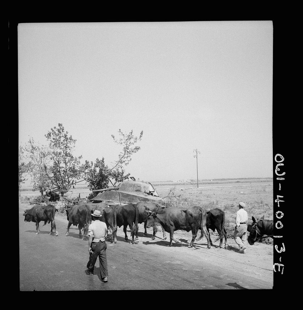 Cattle passing a wrecked tank. The Allied military government is giving Sicilian farmers every aid possible so that they can…
