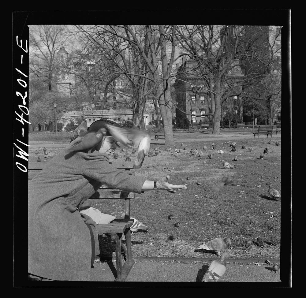 Washington, D.C. Feeding the pigeons in Lafayette Park. This woman has been bringing grain to the pigeons almost daily for…