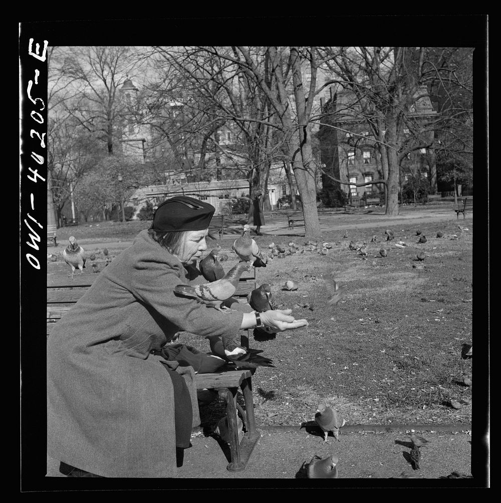 [Untitled photo, possibly related to: Washington, D.C. Feeding the pigeons in Lafayette Park. This woman has been bringing…