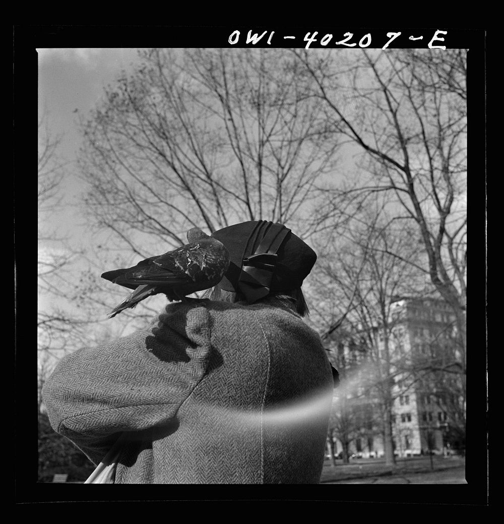 [Untitled photo, possibly related to: Washington, D.C. Feeding the pigeons in Lafayette Park. This woman has been bringing…