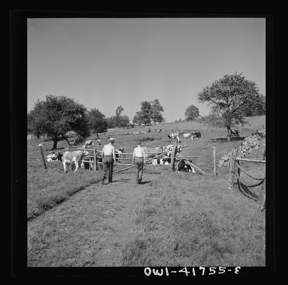 Southington, Connecticut. Orchards and farmland in the surroundings of Southington. Sourced from the Library of Congress.